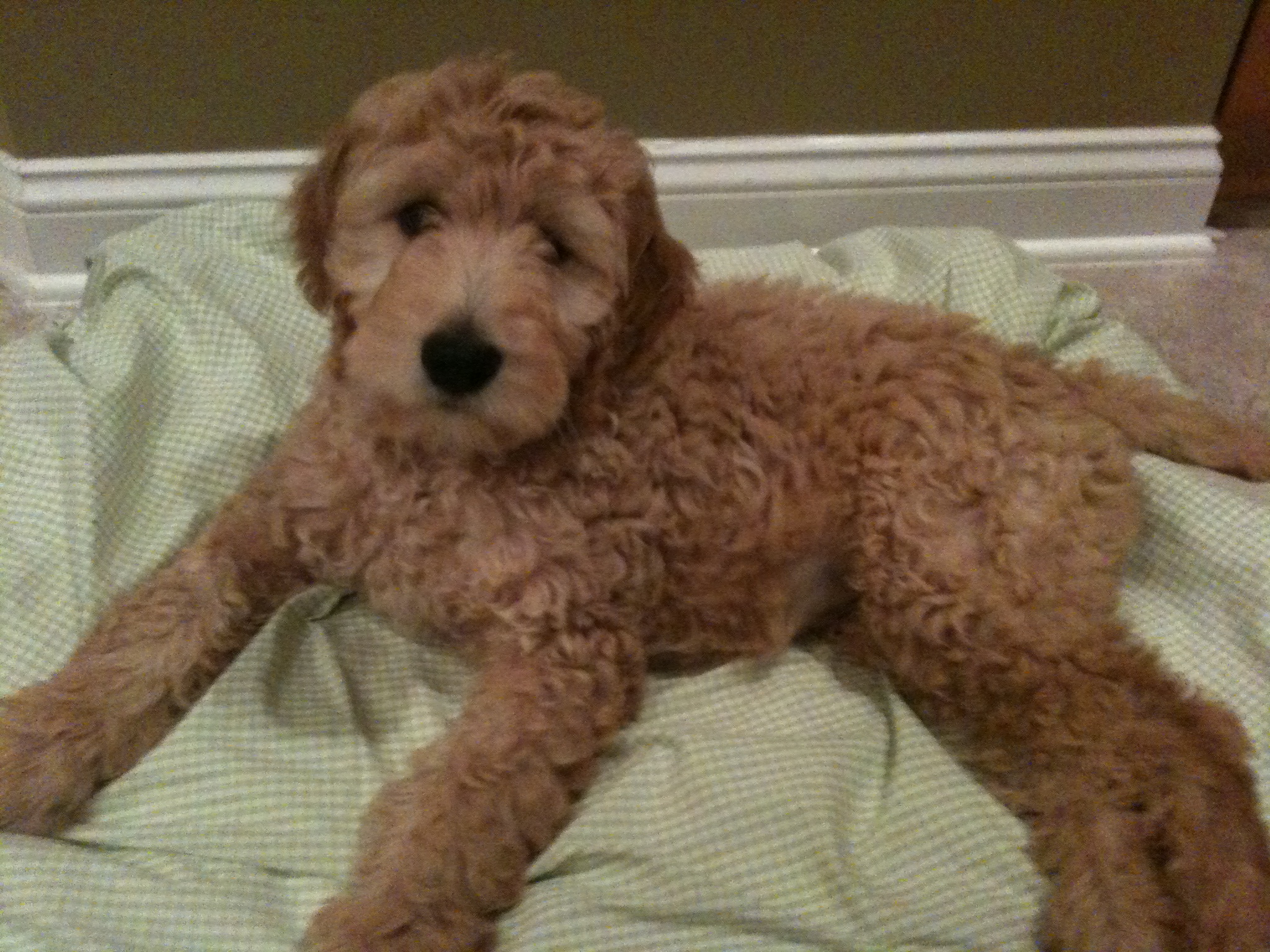 15 week old goldendoodle