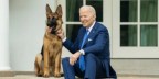 Master and Commander: The Bidens Are Now Strictly Liable for German Shepherd - Vimarsana News