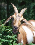 The President Who Stares at Goats: The Biden Administration Struggles with Minds over Markets - Vimarsana News